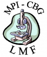 Light Microscopy (LMF)